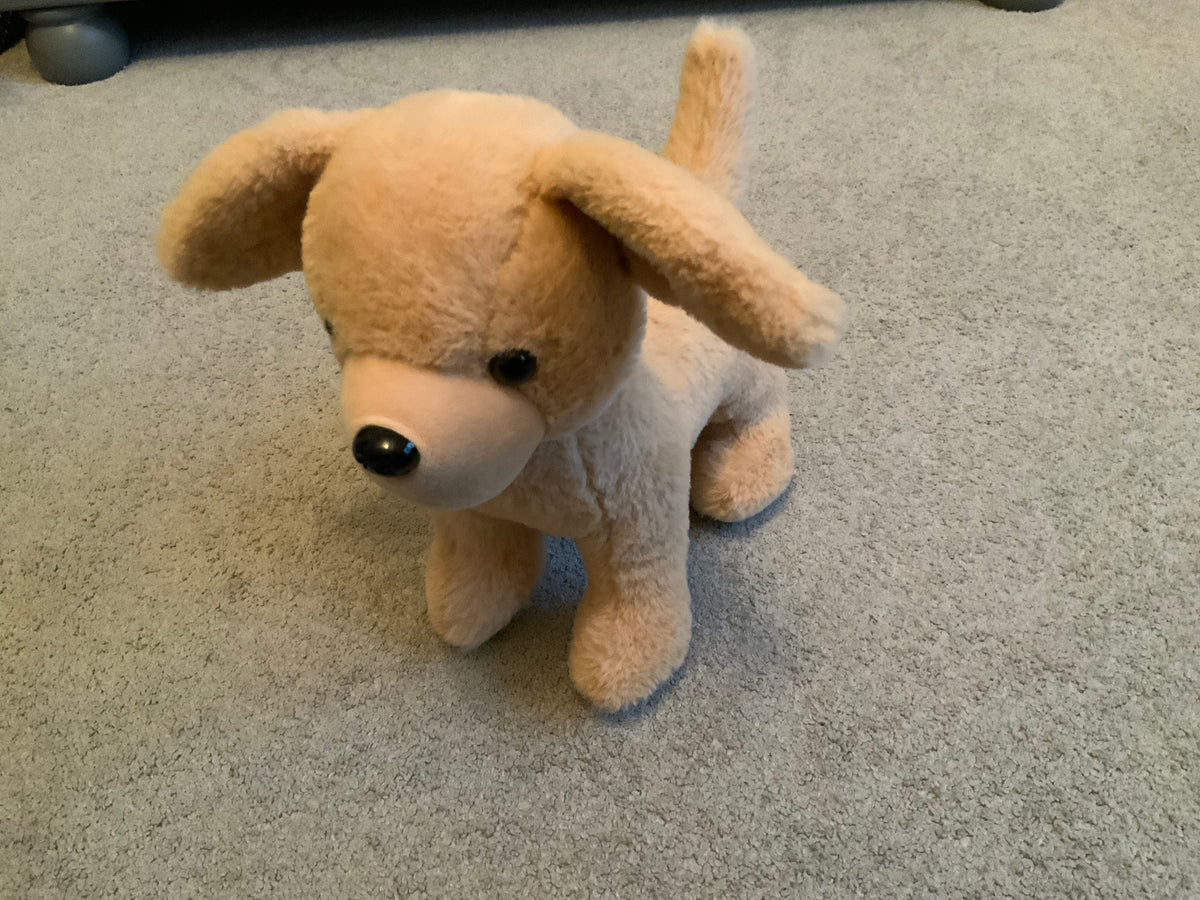 blonde lab dog