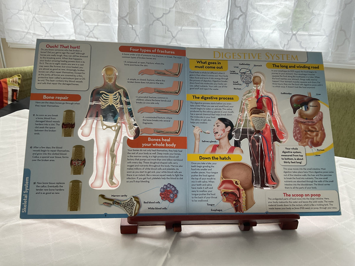 Uncover the Human Body 3D Anatomy