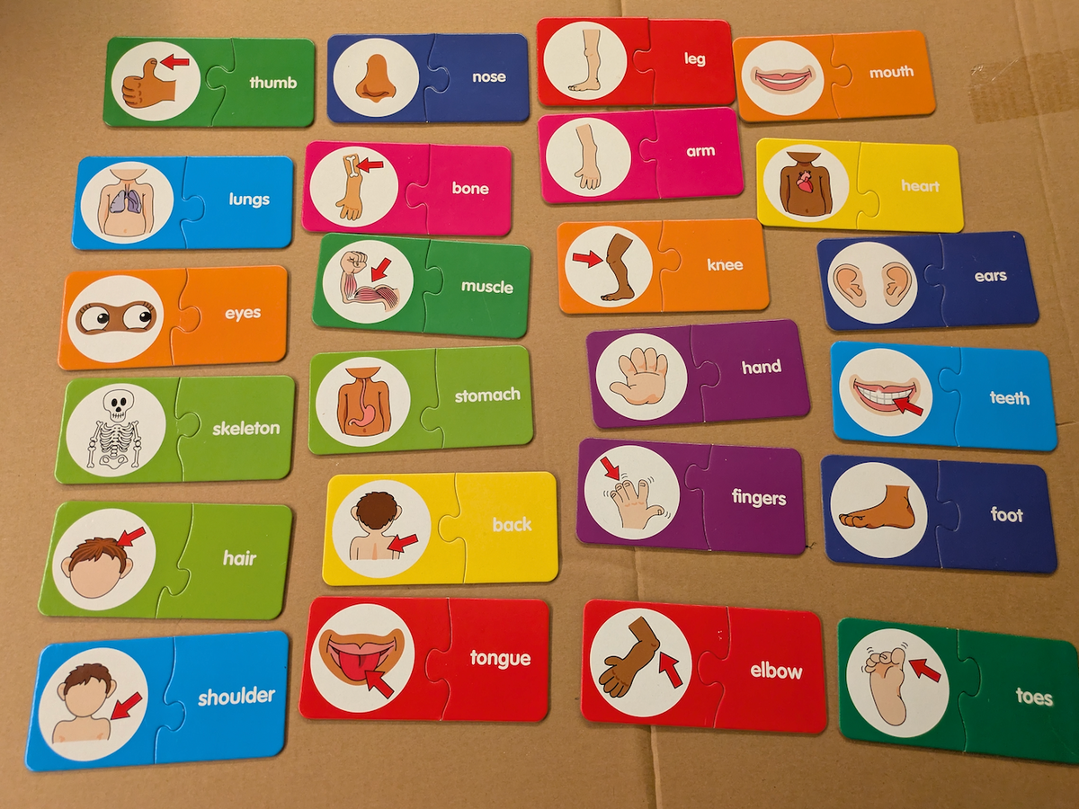 Body parts and words matching puzzle