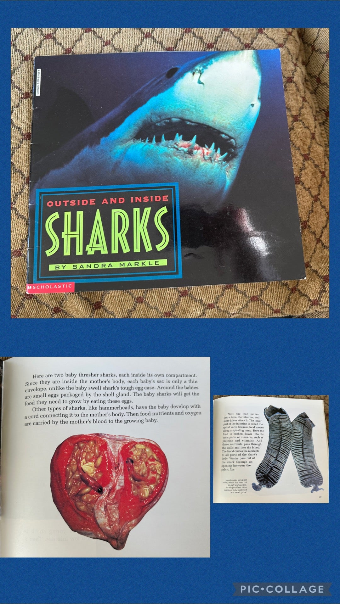 Sharks inside & outside 40 pages very detailed