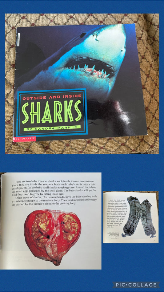 Sharks inside & outside 40 pages very detailed