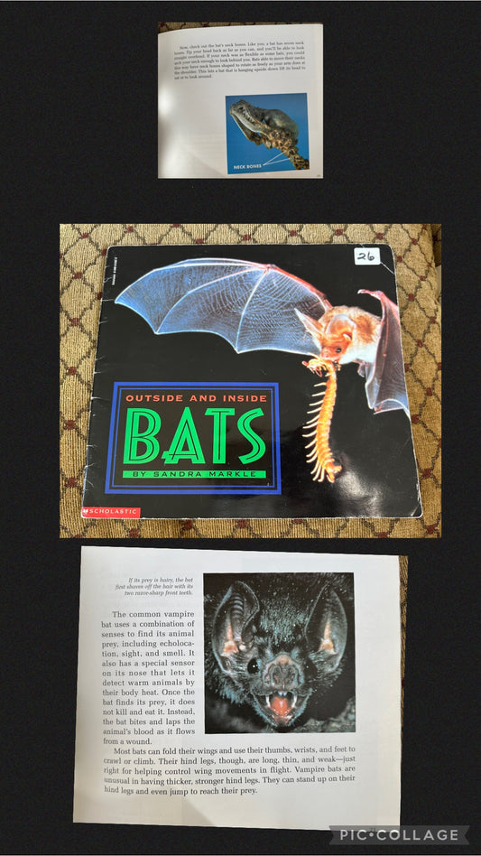 Bats outside & Inside 40 pages, vey detailed