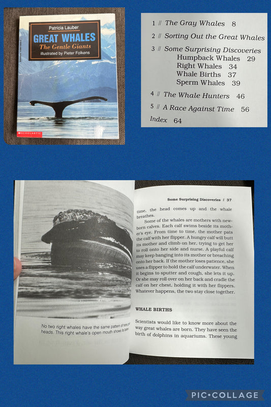 Great whales (ages  9+)