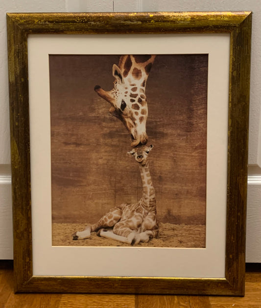 Giraffe framed photo No glass, framed 19 x 23