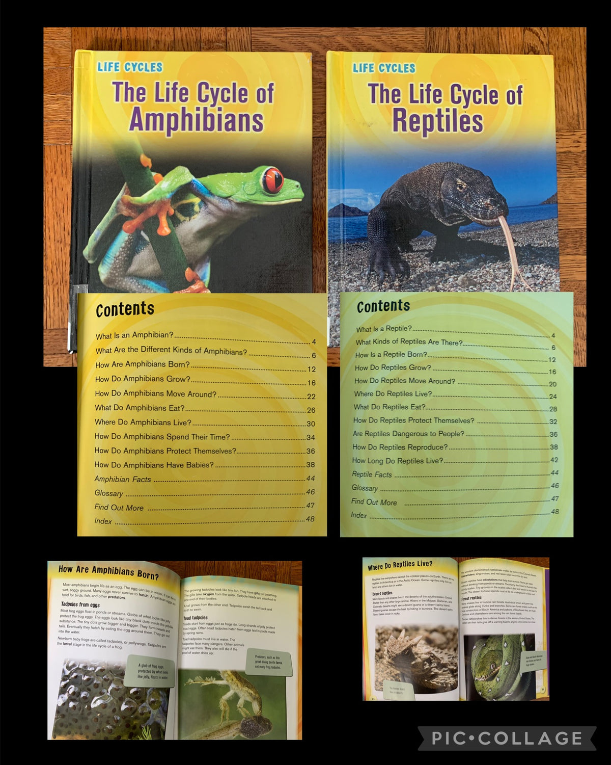 Science life cycles Reptiles & Amphibians